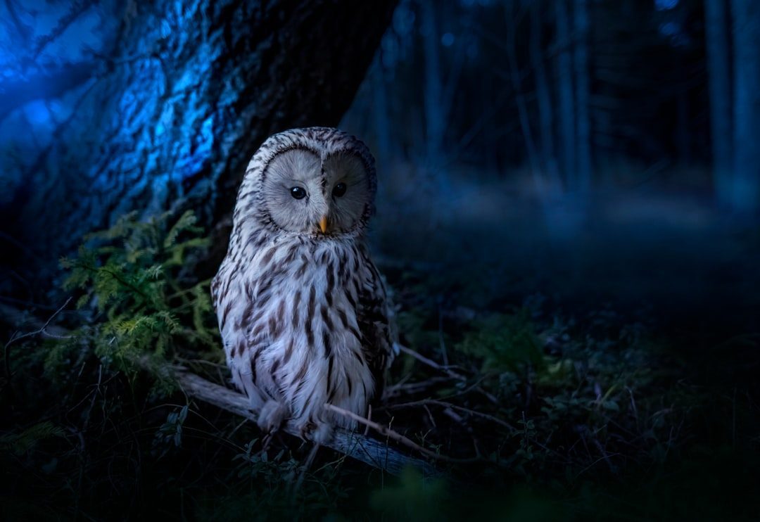 The Owl's Message About Your Intuitive Wisdom (Image Credits: Unsplash)