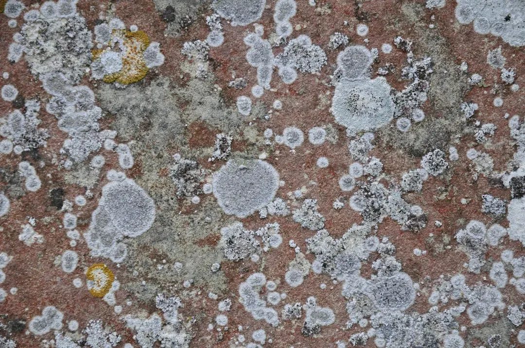 Preserved Metabolic Molecules Reveal Hidden Lives (Image Credits: Unsplash)