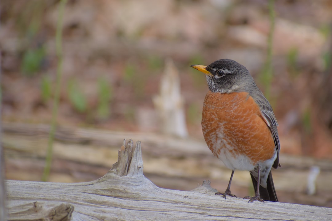 The Robin: Seasonal Messenger of Renewal (Image Credits: Unsplash)