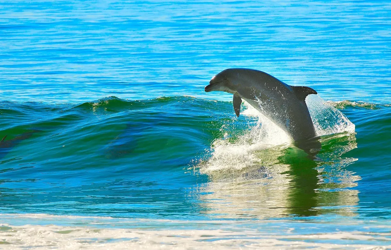7. The Enigmatic Joyrides of Dolphin and Whale Surfing (Image Credits: Pixabay)