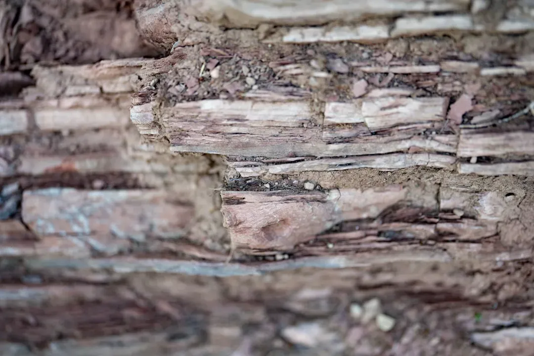 9. Fossils and Rocks Store the Planet’s Climate Diary (Image Credits: Unsplash)