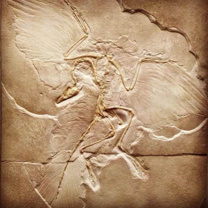 5. Archaeopteryx – The “First Bird” That Might Not Be First at All (Image Credits: Flickr)