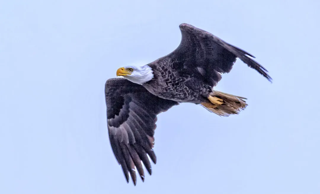 Bald Eagle: America’s Iconic Thief in the Sky (Image Credits: Unsplash)