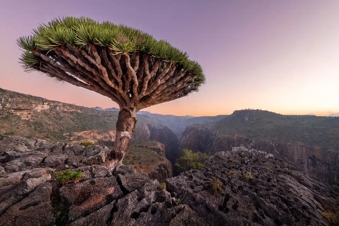 Socotra, Yemen – The Alien Island in the Indian Ocean (Image Credits: Unsplash)