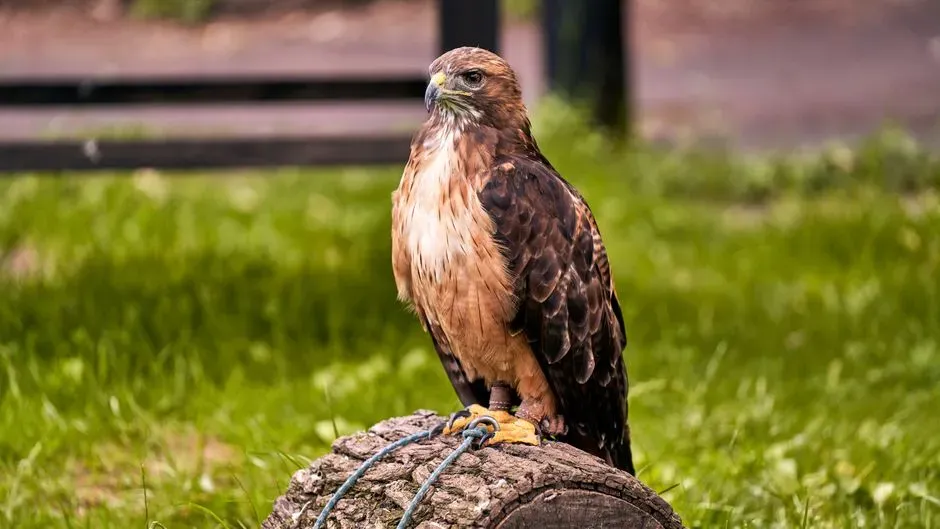 Your Yard Is Likely a Rich Hunting Ground (Image Credits: Pexels)