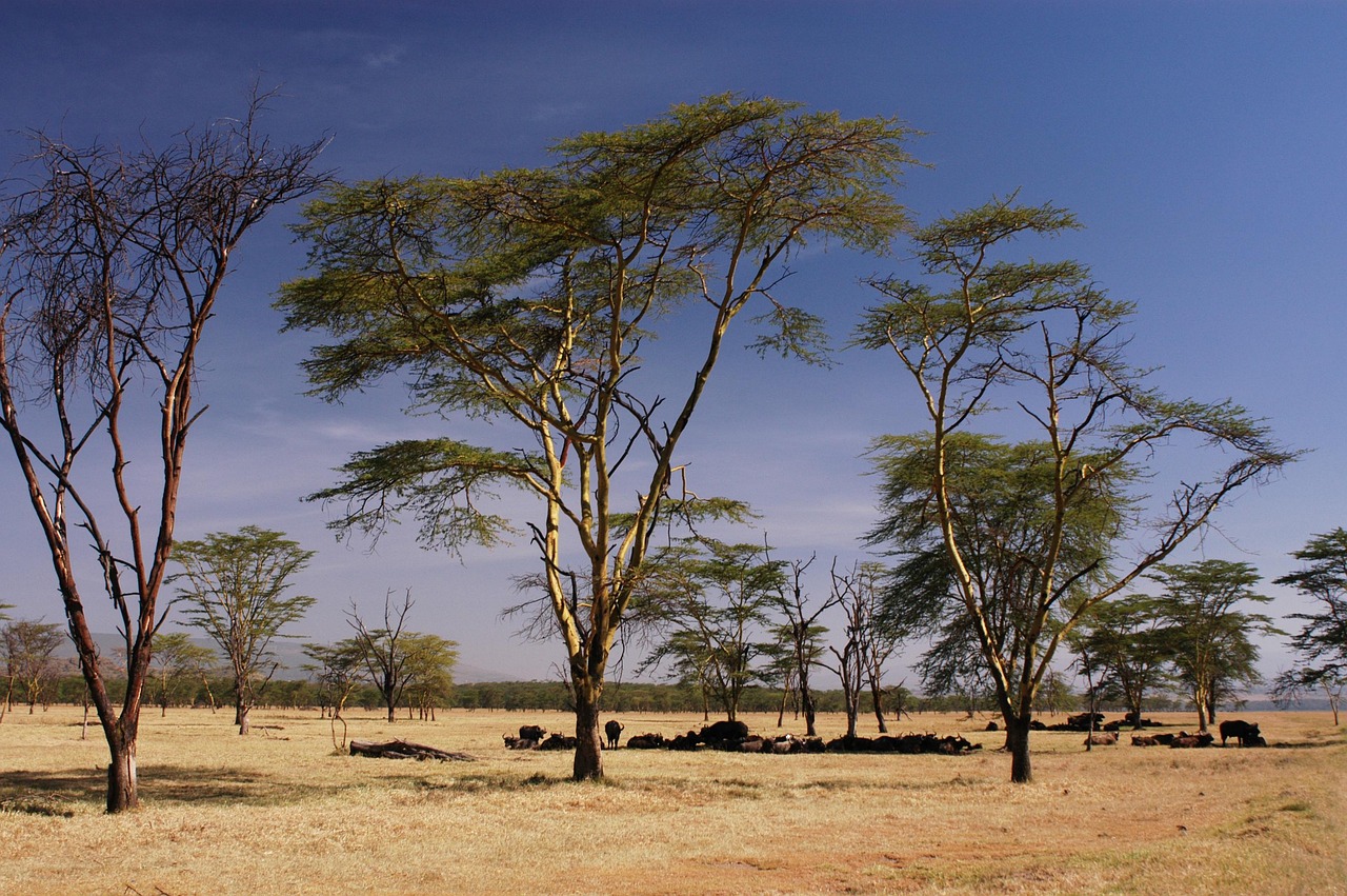 Climate Change Accelerates the Vanishing Act (Image Credits: Pixabay)