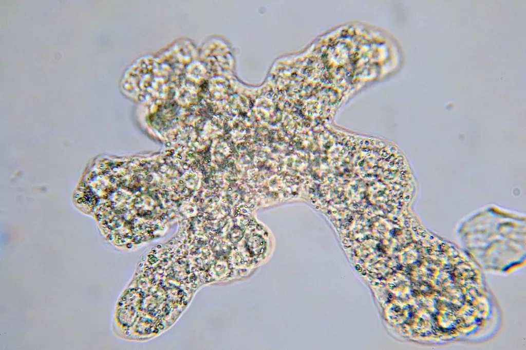 Amoebas: Shape-Shifting Microorganisms (Image Credits: Flickr)