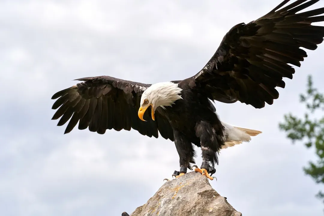 The Bald Eagle: America's Symbol Refused to Go Quietly (Image Credits: Unsplash)