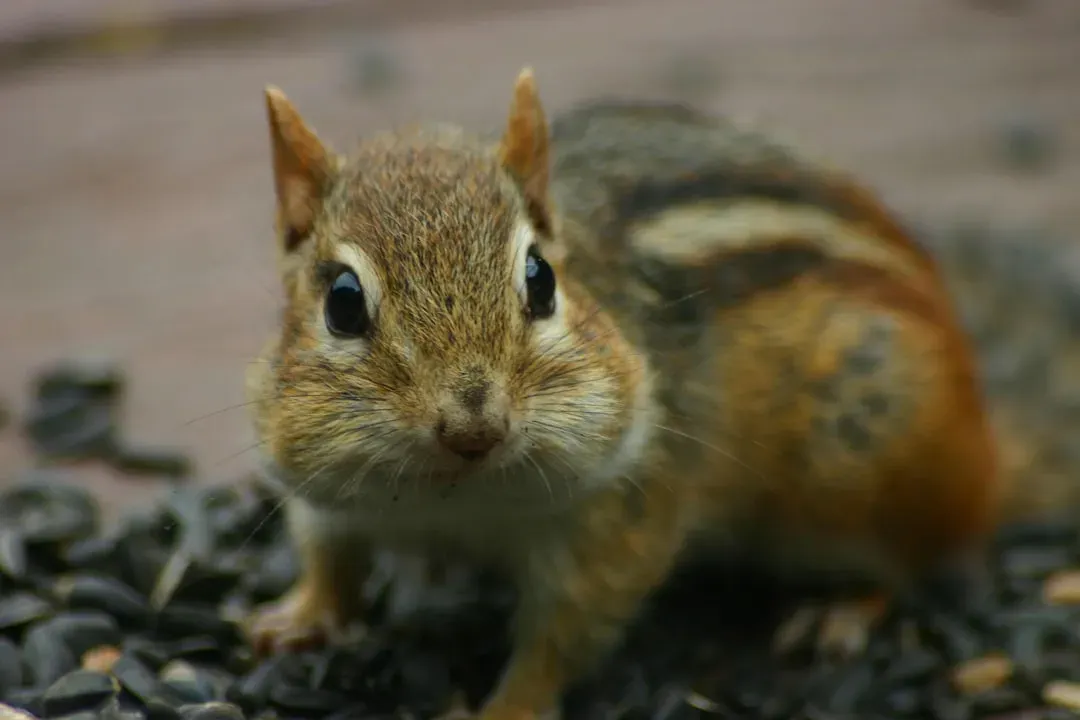 5. Your Backyard Chipmunk Might Be a Quiet Ecosystem Engineer (Image Credits: Unsplash)