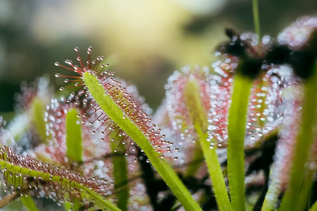 9. Sundews: Sticky Traps With Slow‑Motion Tentacles (Image Credits: Unsplash)