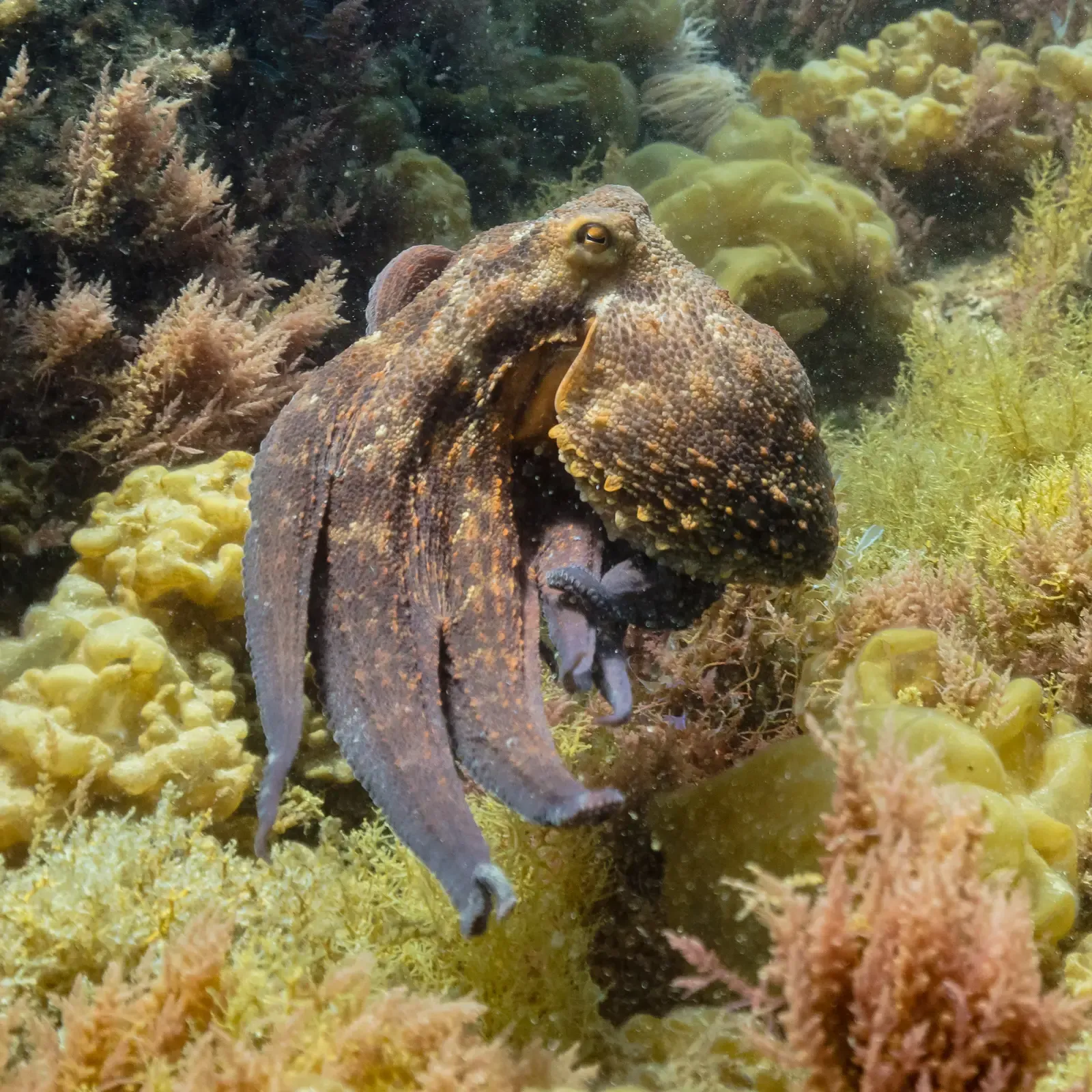 #9 - Male Octopuses Disguise Themselves as Females to Sneak Past Rivals (By Diego Delso, CC BY-SA 4.0)