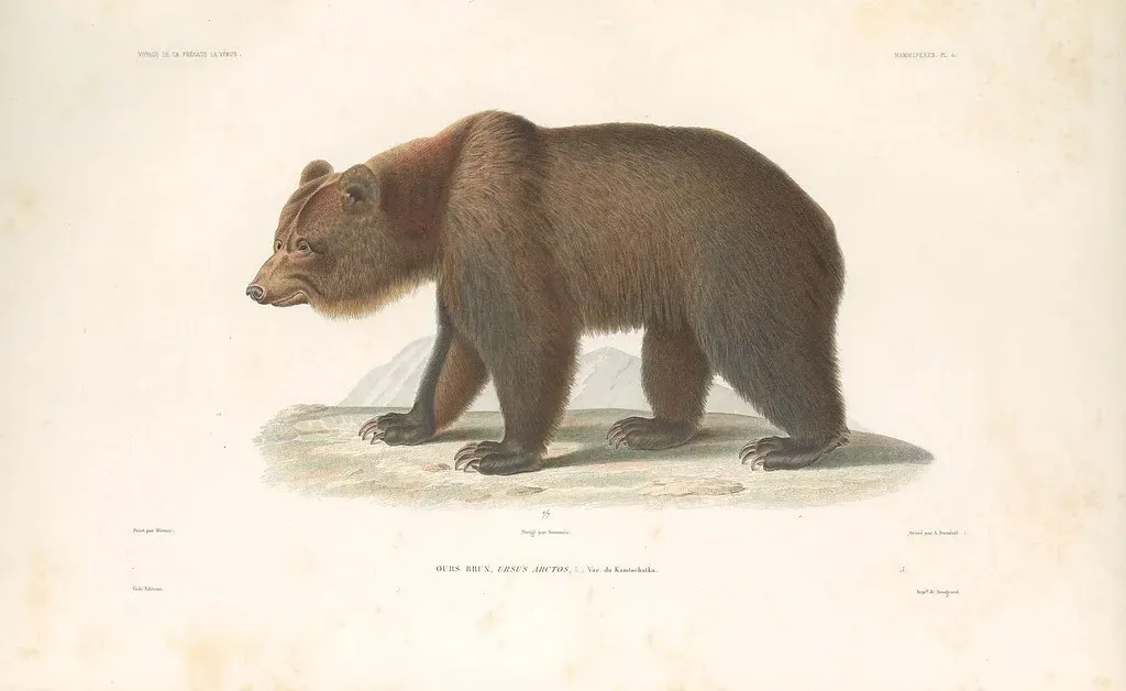 #18 - The Atlas Bear Whose Map Overruns North Africa (Image Credits: Flickr)