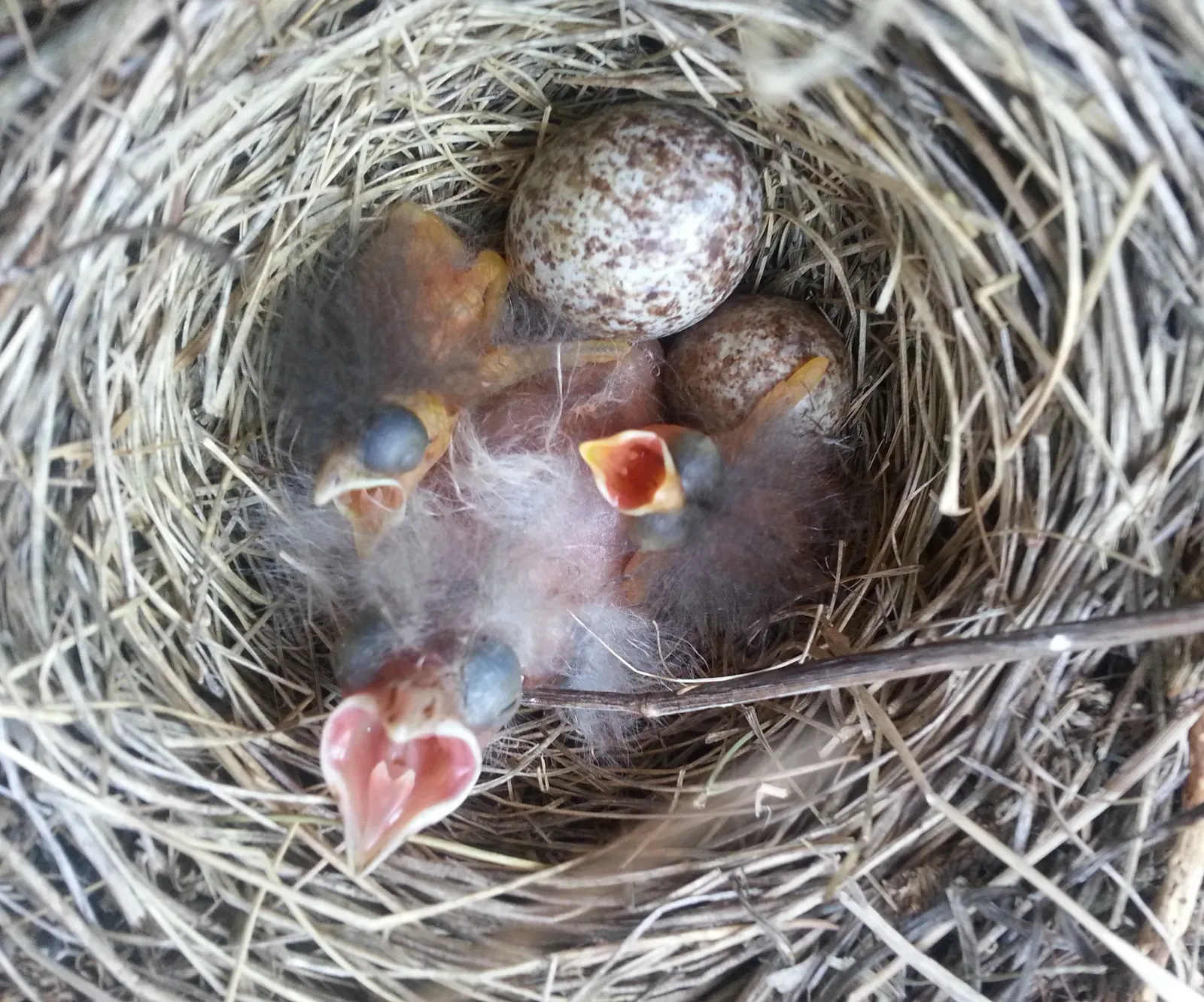 The Emotional Reality: It Often Spells Trouble for the Host’s Chicks (By Kati Fleming, CC BY-SA 3.0)