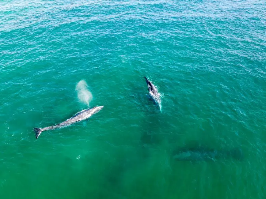 7. Gray Whales and the Unexpected Nutrient Pump (Image Credits: Pexels)