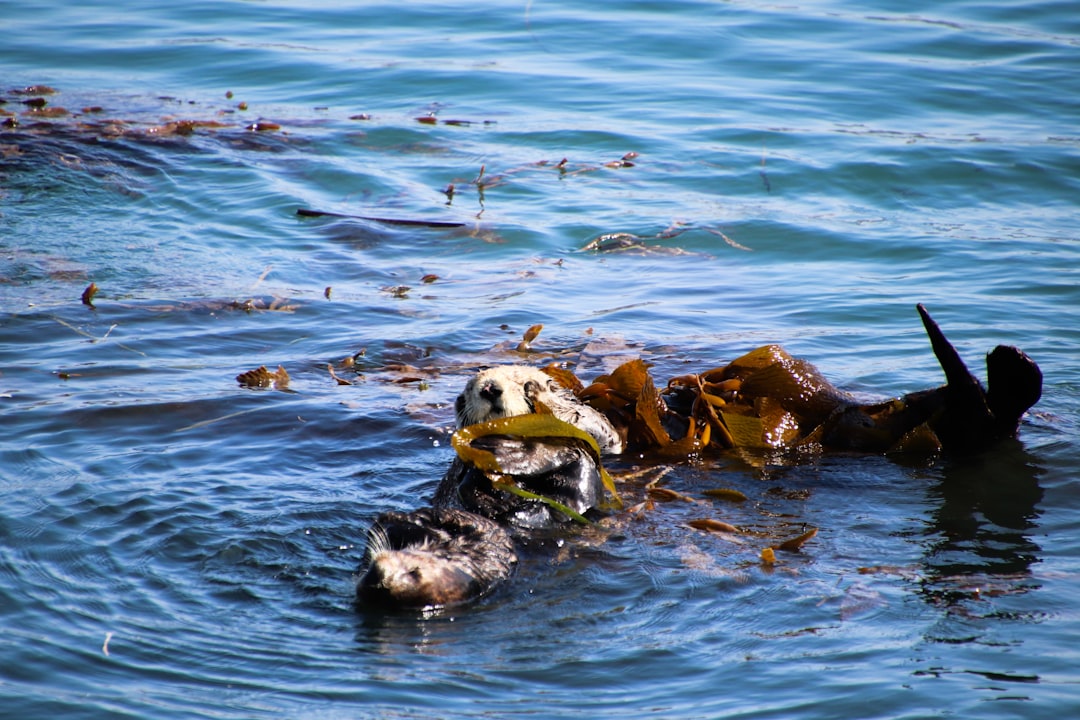 Kelp Forest Umpires: Sea Otters Versus the Urchin Swell (Image Credits: Unsplash)
