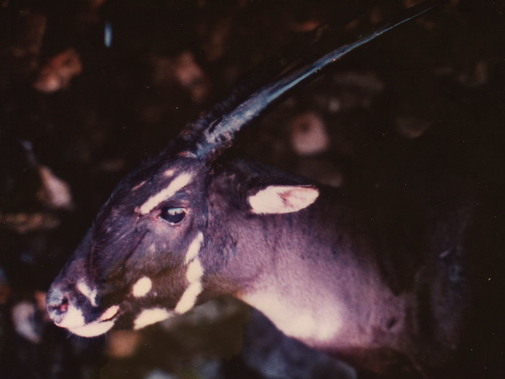 Saola: Asia's Most Mysterious Unicorn (Image Credits: Flickr)