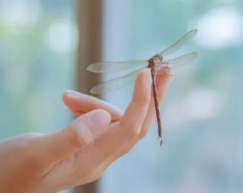 What It All Means for Our Picture of Reality (Image Credits: Pexels)