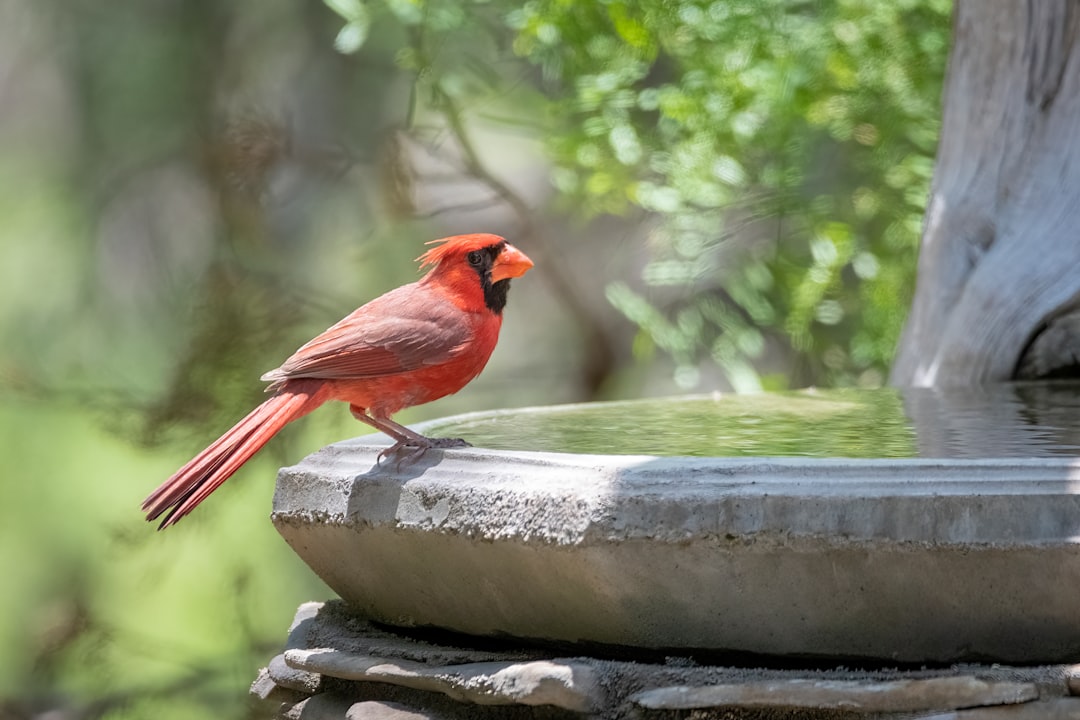 Pisces: The Mystical Cardinal of Water (Image Credits: Unsplash)