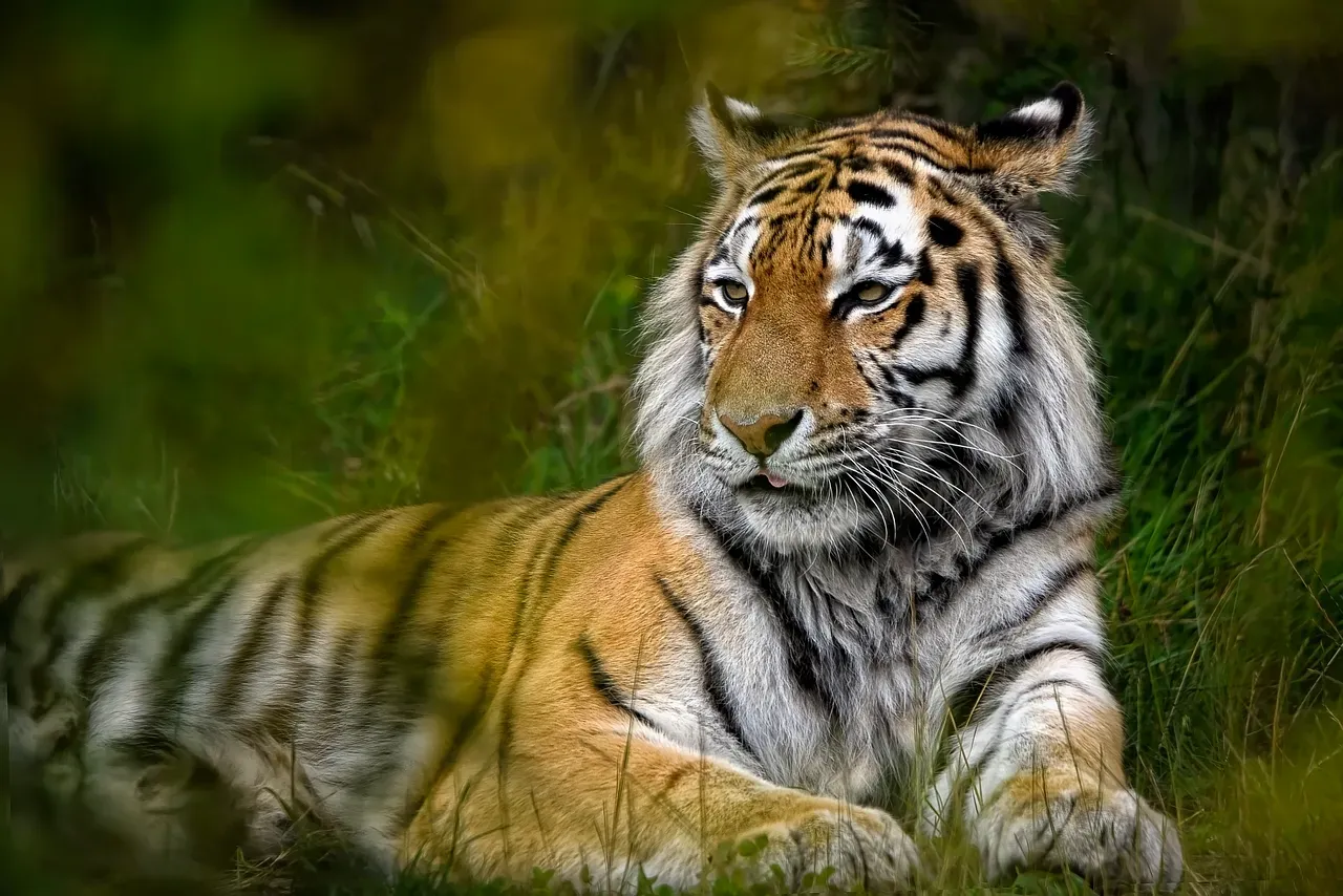 3. Amur Tiger – Guardian of Temperate Forest Food Webs (Image Credits: Pixabay)
