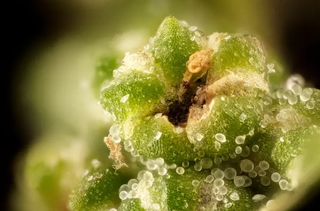 Why It Matters: Lessons From Extreme Botanists of the Natural World (Image Credits: Rawpixel)