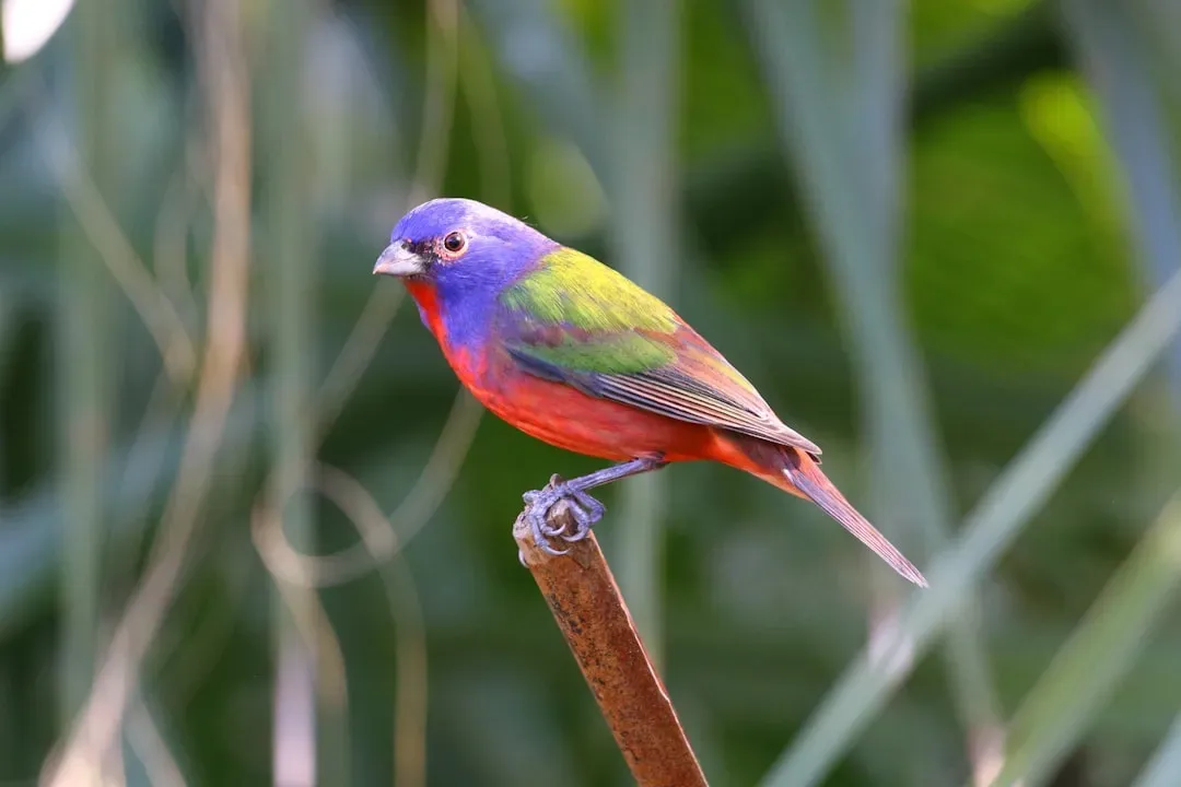 #7 Libra – Painted Bunting: The Charming Peacemaker (Image Credits: Unsplash)