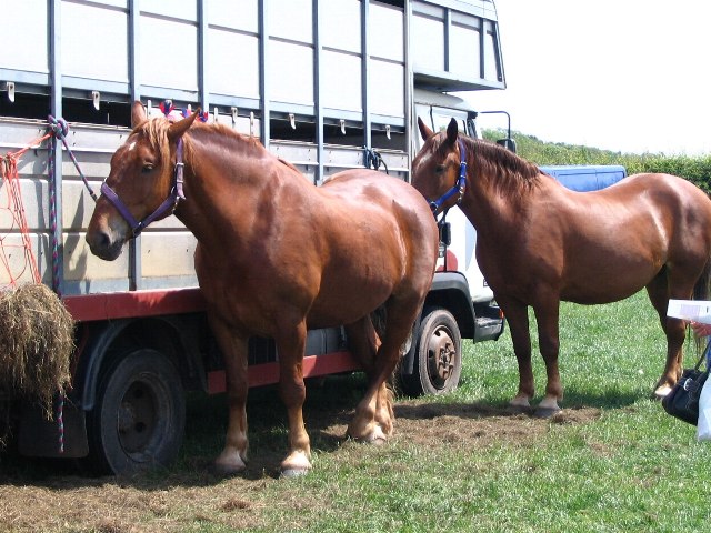 Suffolk Punch: The Ember-Haired Draft On The Brink (Image Credits: Wikimedia)