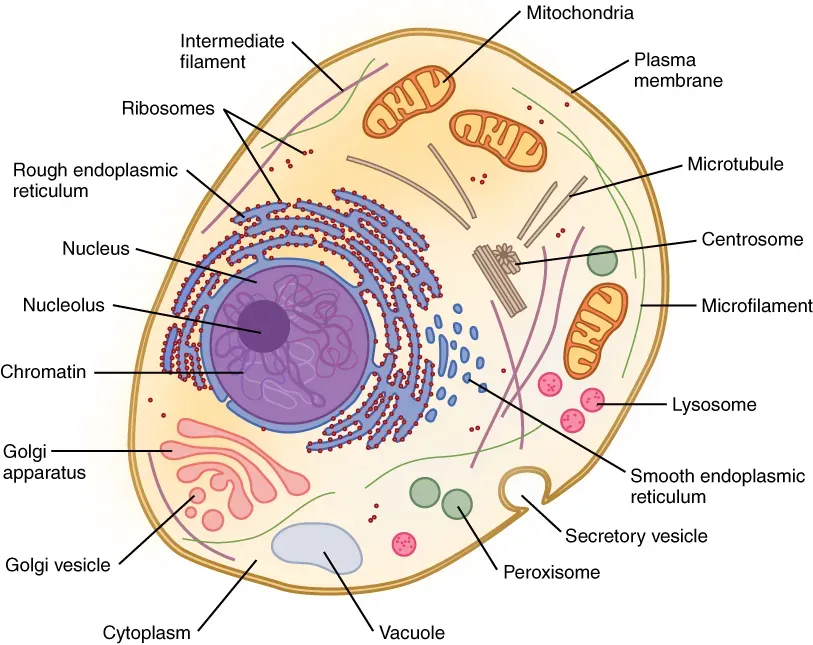 Cellular Housekeeping: Autophagy and the Art of Staying Clean (By OpenStax, CC BY 4.0)