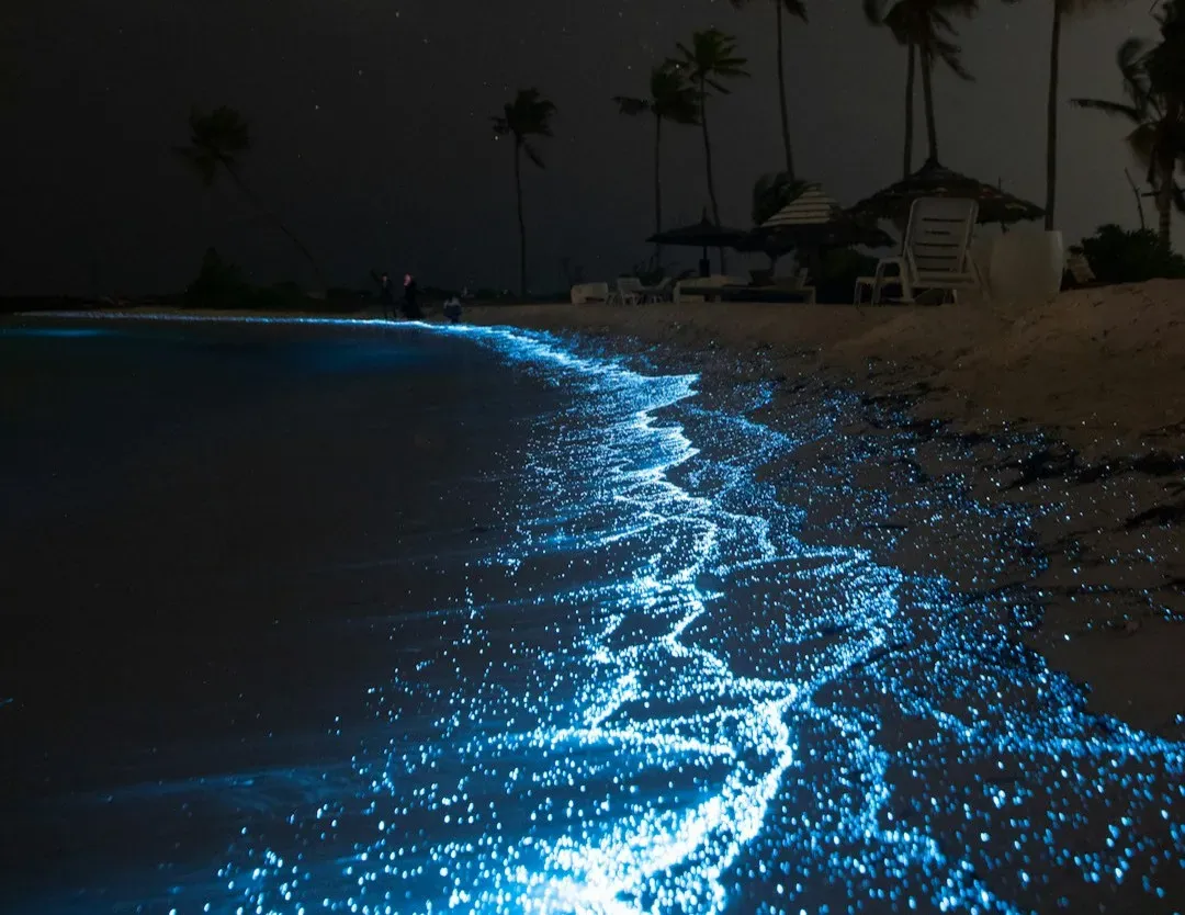 The Midnight Bioluminescent Light Show (Image Credits: Unsplash)