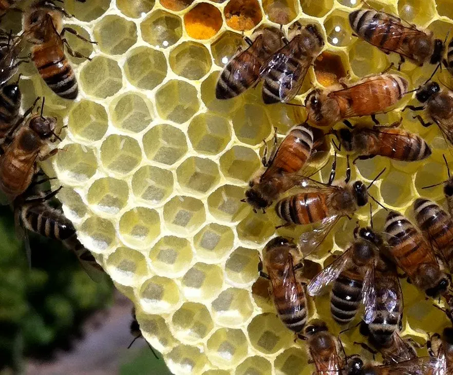 Behavioral Drift: When Workers Edge Toward Laying Eggs Themselves (Jordan, Flickr, CC BY 2.0)