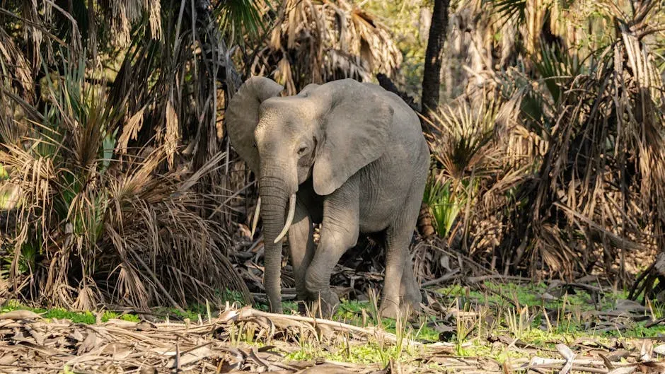 8. The African Forest Elephant - Poached Toward the Brink (Image Credits: Pexels)