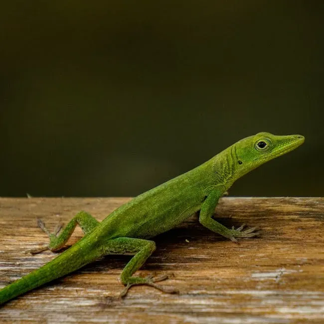 Gemini – The Quick‑Thinking Green Anole (Image Credits: Pexels)