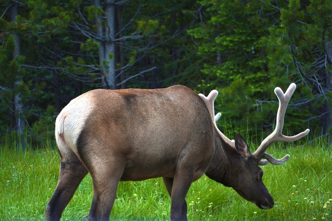 The Hidden Clues: Collars, Calves, and the Data That Save Moose (Image Credits: Unsplash)