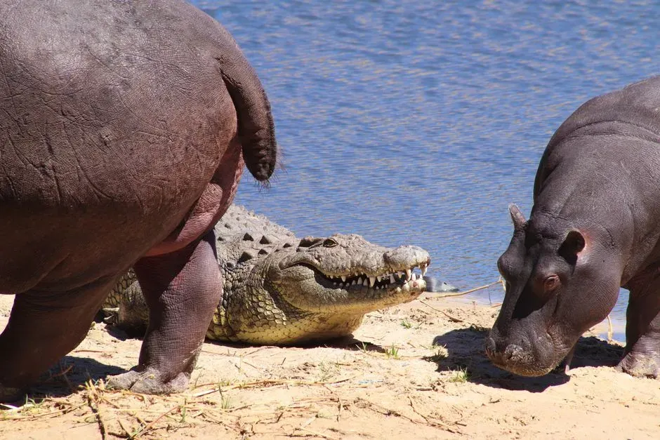 5. Crocodiles That Think Twice Around Hippos (Image Credits: Pexels)