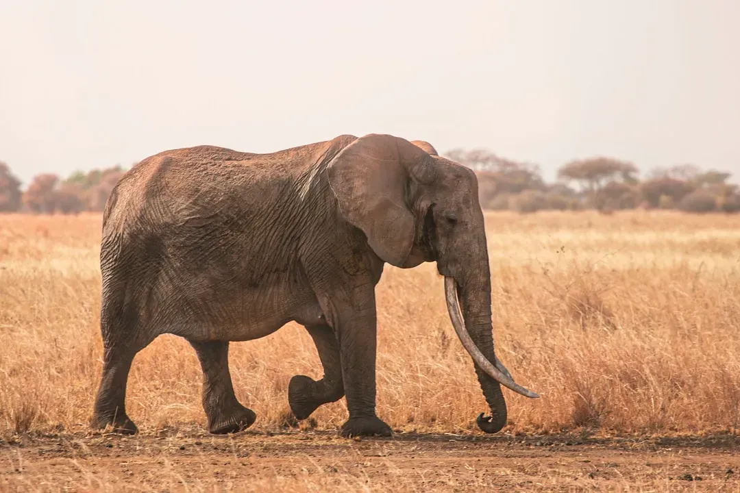 Conclusion: Standing with Them at the Bones (Image Credits: Unsplash)