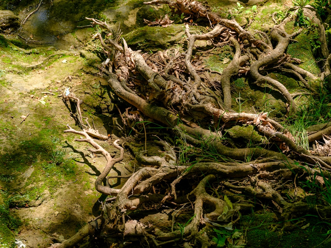 What the Roots Reveal (Image Credits: Unsplash)