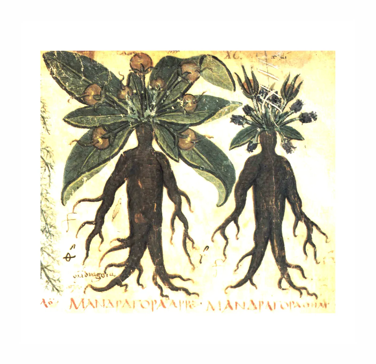 2. Herbal Sedatives and the Logic of Early Anaesthesia (Dioscurides Neapolitanus, Public domain)