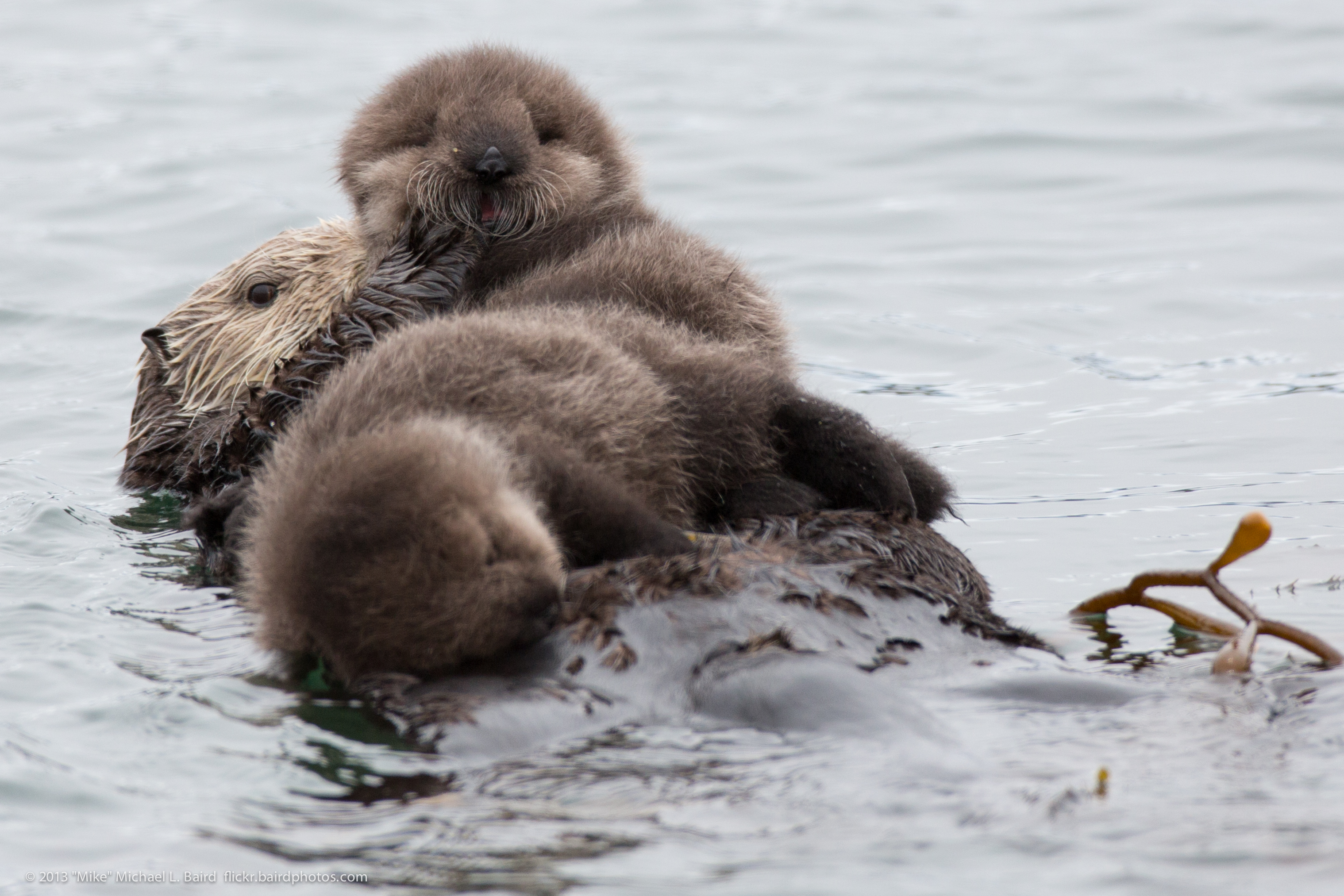 Future Challenges and Conservation Priorities (Image Credits: Mother sea otter with rare twin baby pupsUploaded by PDTillman, CC BY 2.0, https://commons.wikimedia.org/w/index.php?curid=28231304)