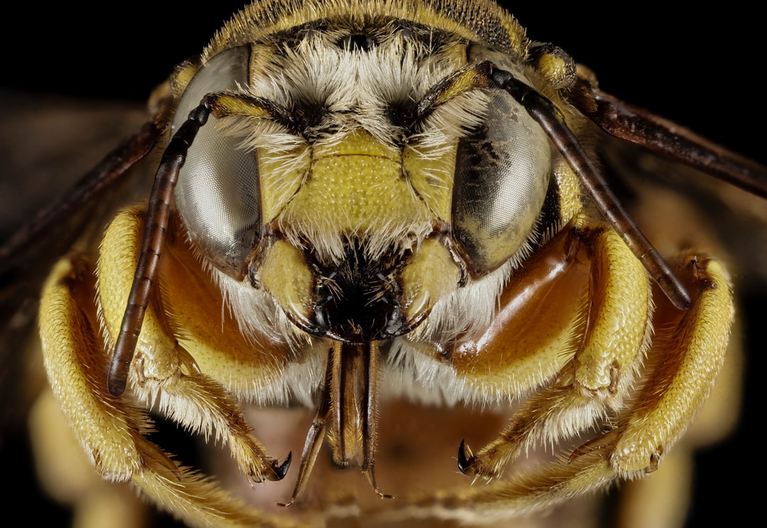 The Science Behind Bee Face Recognition (Image Credits: Unsplash)