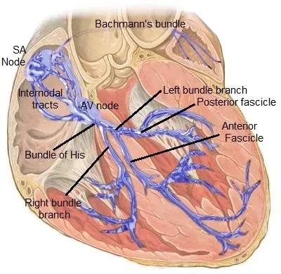 An Electrical Storm in Your Chest (Image Credits: Wikimedia)
