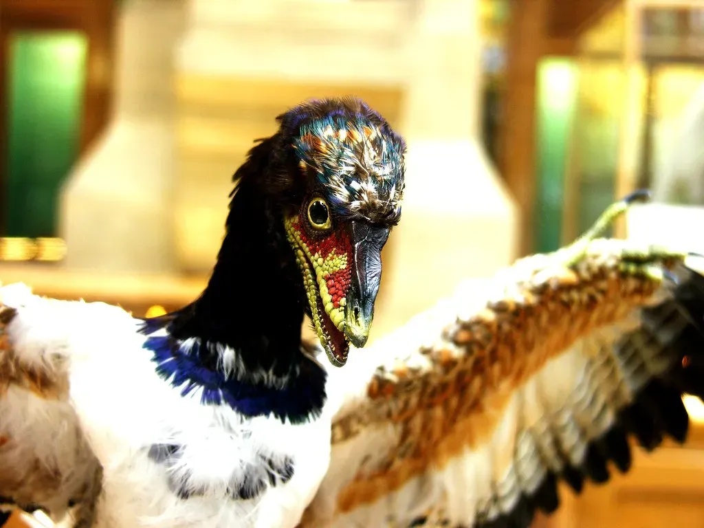 How Feathered Dinosaurs Rewrite the Story of Birds (Giles Watson's poetry and prose, Flickr, CC BY-SA 2.0)