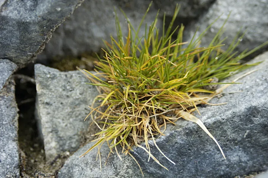 Antarctic Hair Grass: One of the Southernmost Survivors (Image Credits: Wikimedia)