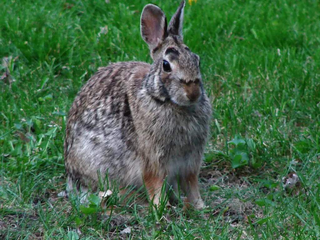 Conclusion: A Backyard Mystery with a Real Message (GoddessOfRocks, Flickr, CC BY 2.0)