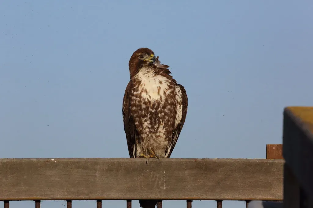 Rest, Digestion, and Feather Care: The “Boring” Stuff That Matters (Don McCullough, Flickr, CC BY 2.0)