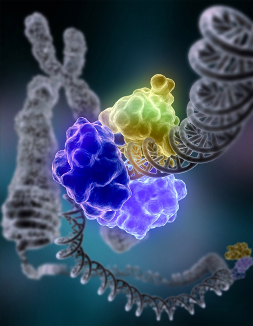 Genomic Instability: The Hidden Clues in Broken DNA (Im Credits: Wikimedia)