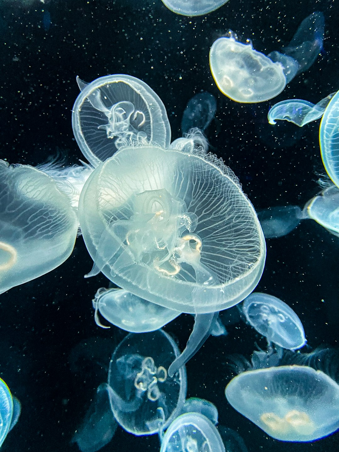 Global Perspectives (Image Credits: Unsplash)