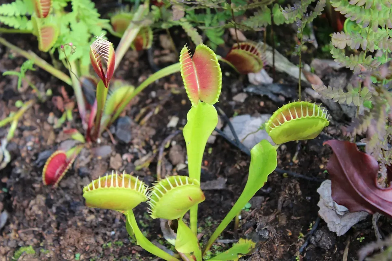 1. Venus Flytrap (Dionaea muscipula) - The Plant That Can Count (Image Credits: Pixabay)