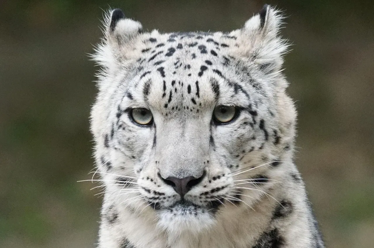 Conclusion – Your Mountain Animal Says More Than You Think (Image Credits: Pixabay)