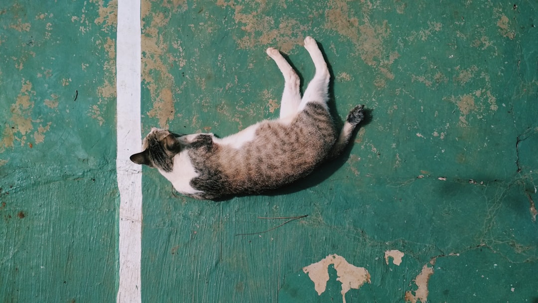 Air Resistance, Terminal Velocity, and the High-Rise Paradox (Image Credits: Unsplash)