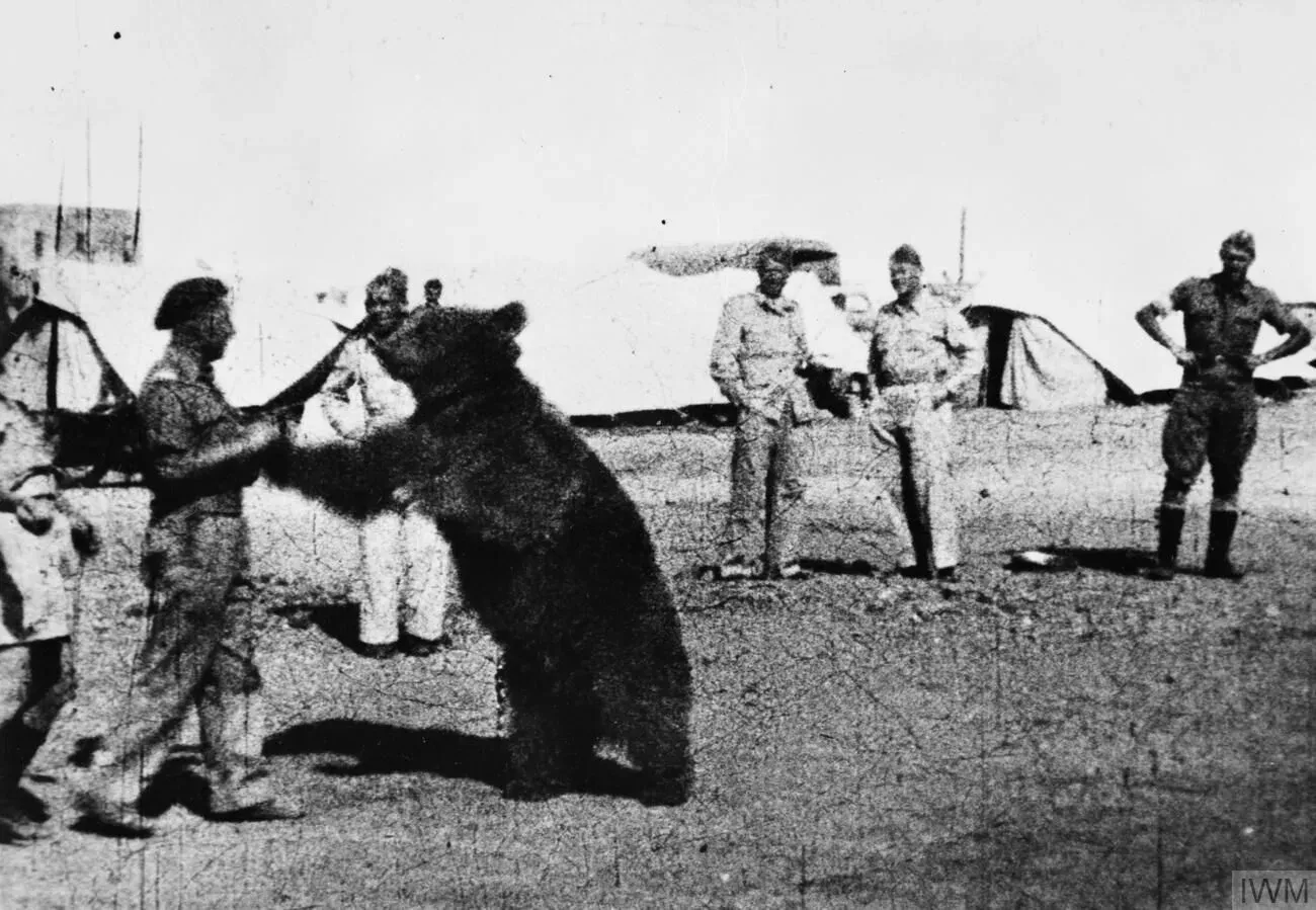 Wojtek: The Soldier Bear (Image Credits: Wikimedia)