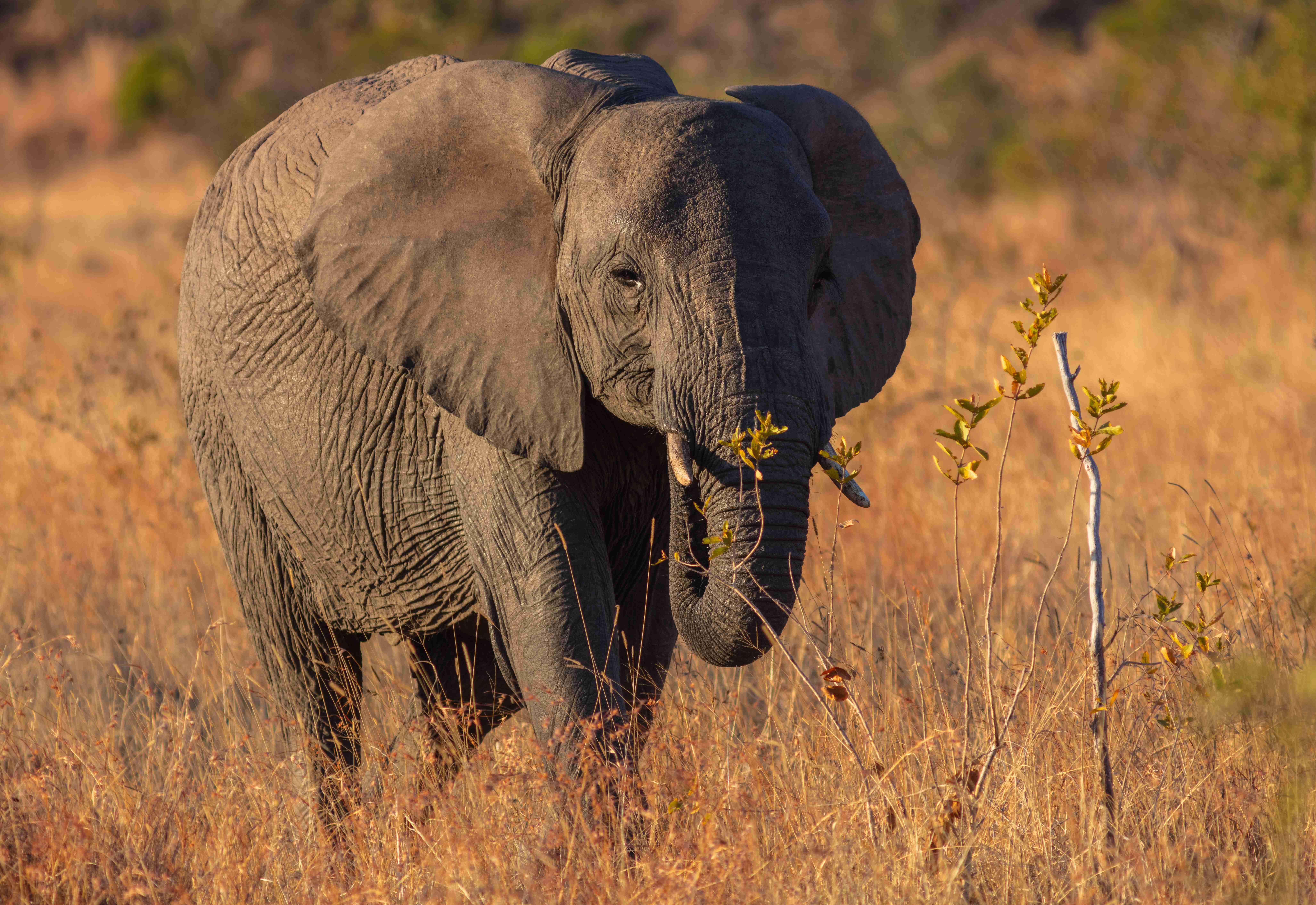 The Elephant - ISFJ (The Protector) (Image Credits: Wikimedia)